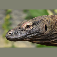 Episode 101: There be Dragons, on Komodo Isle