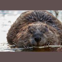 Beavers Are Back 