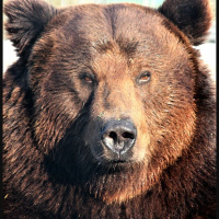 Episode 88: Our Grand Episode on Grizzly Bears
