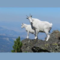 Episode 242: The Rugged Rocky Mountain Goat