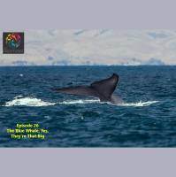 Episode 26: The Blue Whale, Yes, Theyre That Big