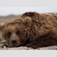 Gobi Bear Is Almost Gone 