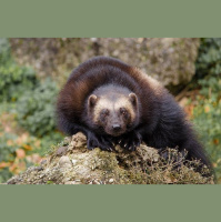 Episode 202: Wowed by Wolverines