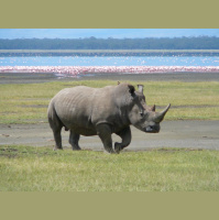 Episode 124: Saving the Southern White Rhinoceros