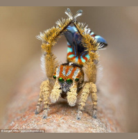 The Week in Conservation News for July 27, 2018