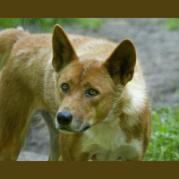 Dingo: Australia’s Wild Guardian
