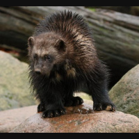 Wild Warriors, Wolverines