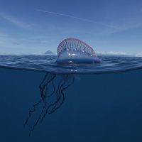 The Ocean’s Living Warship: The Portuguese Man o’ War