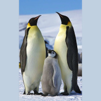 Episode 87: Royalty of Antarctica, Emperor Penguins