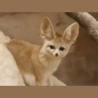 Episode 106: The Fantastic Fennec Fox