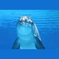 Episode 233: Blown Away by the Bottlenose Dolphin