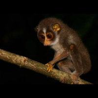 The Slow Loris: Cute but Deadly