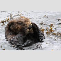 Episode 208: Sweet  Salty: Sea Otters