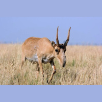 Episode 81: Saiga Struggling to Survive