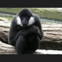 Episode 113: Gibbons, their Songs are Fading Fast 