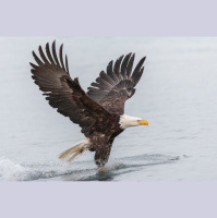 Episode 146: Beauty of Bald Eagles