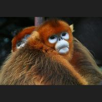 Episode 198: Snubbed by a Golden Snub-Nosed Monkey