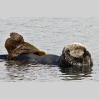 Sea Otters: Guardians of the Kelp 