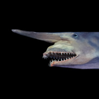 Goblin Shark: The Ghost of the Deep