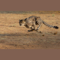 Episode 102: Speedsters, the Cheetah