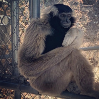 Episode 114: Filmmakers of Violet is Blue: A Tale of Gibbons and Guardians