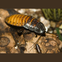 Madagascar Hissing Cockroach: Heroes of Our Ecosystems