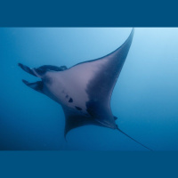Wings of the Ocean: Manta Rays