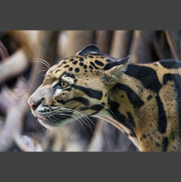 Episode 240: Captivated by Clouded Leopards