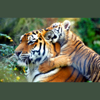 Episode 85: Tigers, Vanishing from Existence Part II