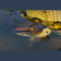 Return of the Giant: The Green Anaconda