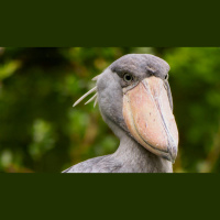 Episode 206: Shocked by Shoebills
