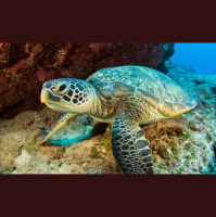 Green Sea Turtles Give Us Hope