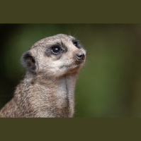 Episode 143: Magical Meerkats