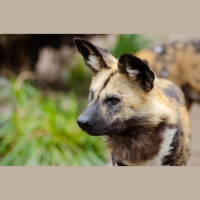 Episode 91: A Masterpiece, the African Painted Dog