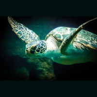 Episode 65: Saving Sea Turtles
