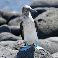 Blue-Footed Booby is Back From the Vault