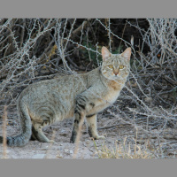 Our Cats’ Wild Origins: The African Wildcat