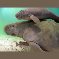 Episode 38: Manatee Research with Jonathan Cowart