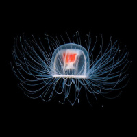 Episode 68: Immortal, is forever, Jellyfish