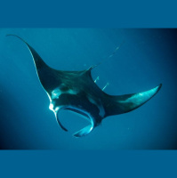 Episode 43: Angels of the Deep, The Manta Ray