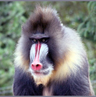 Old World Mandrills