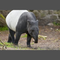 Episode 216: A Relic, the Malayan Tapir