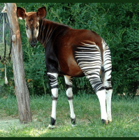 Episode 18: The Elusive Okapi