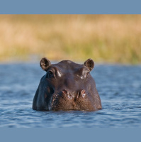 Episode 46: Happy Happy Hippo