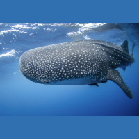 Episode 23: Its not a Whale, its a Whale Shark
