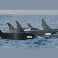 Episode 97: Orca Culture  Behavior, Part II