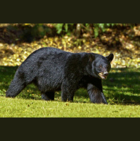 Episode 204: All About American Black Bears