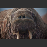 Episode 57: The Wonderful Walrus