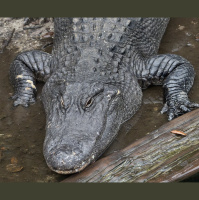 Episode 213: All American Alligator