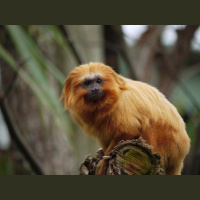 Episode 115: A Treasure, the Golden Lion Tamarin 